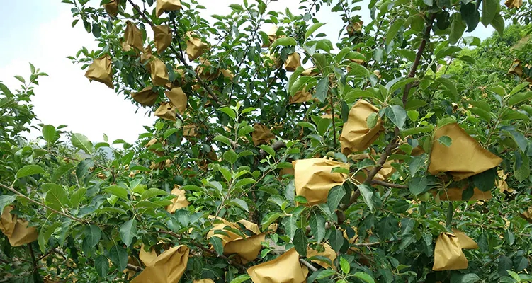 Bolsa de papel para proteção de frutas